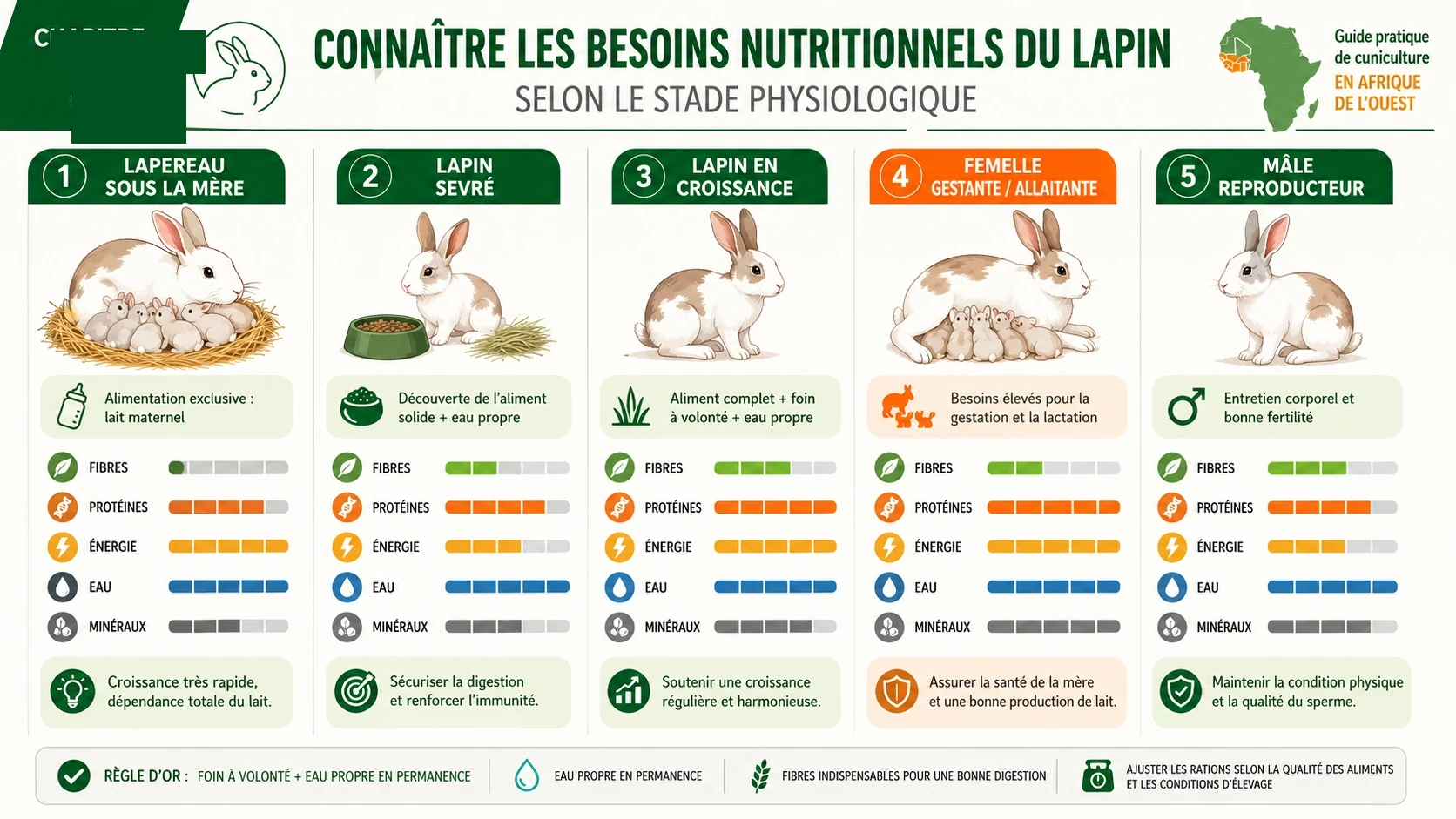 Santé et alimentation des lapins en élevage